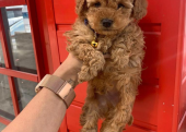 Safkan Toy Poodle Yavrularımız